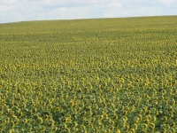 Cultivated sunflowers